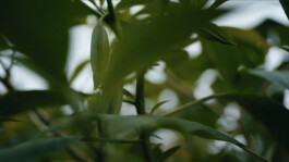 Karen Paulina Biswell