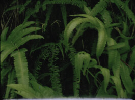 Karen Paulina Biswell