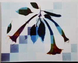 Karen Paulina Biswell