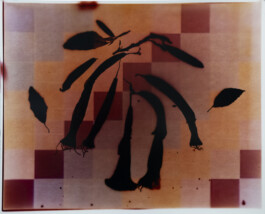 Karen Paulina Biswell