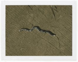 Karen Paulina Biswell