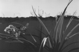 Karen Paulina Biswell