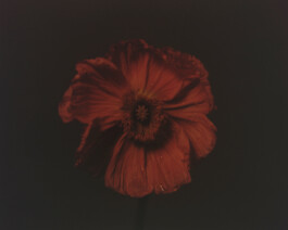 Karen Paulina Biswell