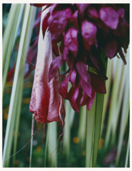 Karen Paulina Biswell