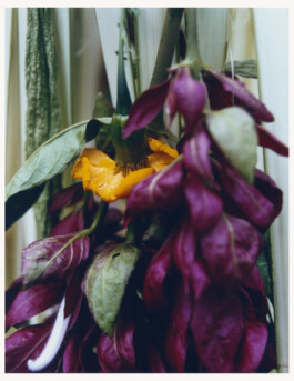 Karen Paulina Biswell