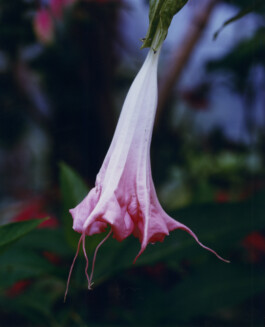 Karen Paulina Biswell