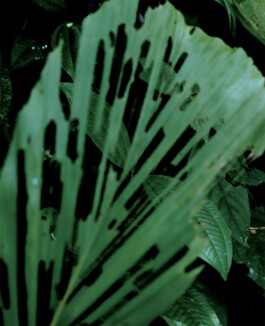 Karen Paulina Biswell