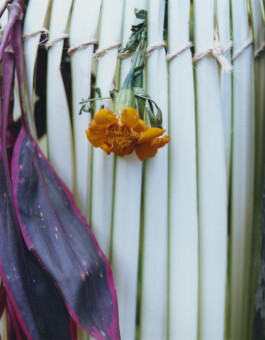 Karen Paulina Biswell