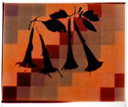 Karen Paulina Biswell