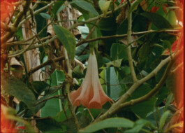 Karen Paulina Biswell