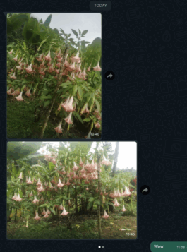 Karen Paulina Biswell