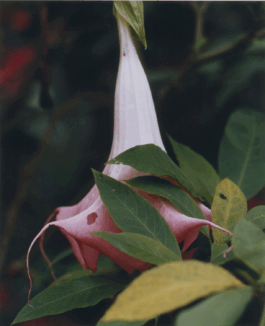 Karen Paulina Biswell