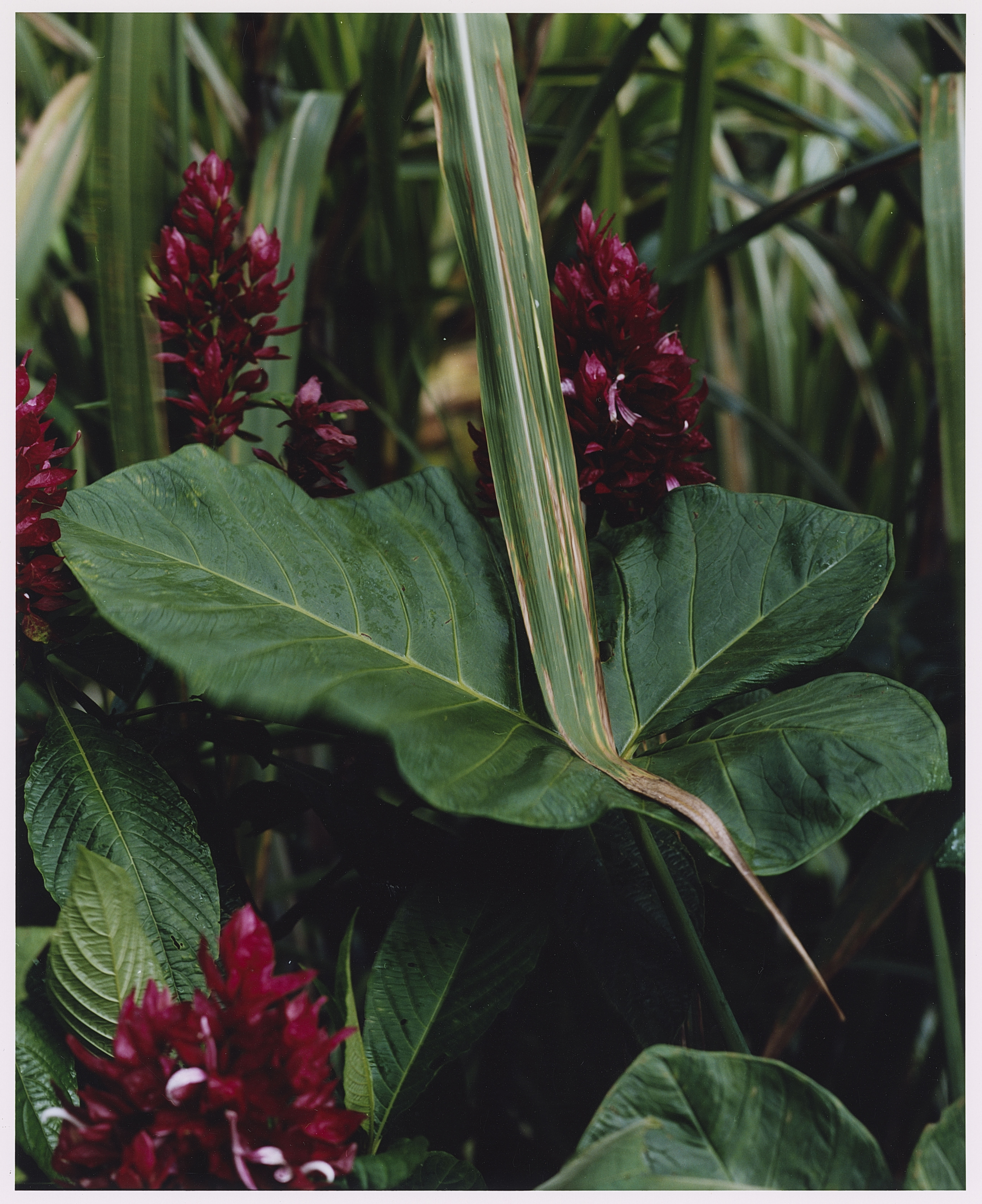 Karen Paulina Biswell