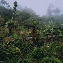 Karen Paulina Biswell