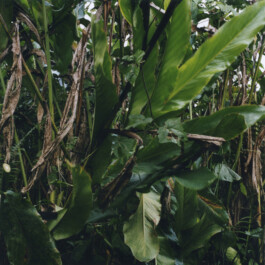 Karen Paulina Biswell