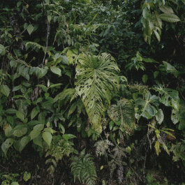 Karen Paulina Biswell