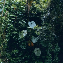 Karen Paulina Biswell