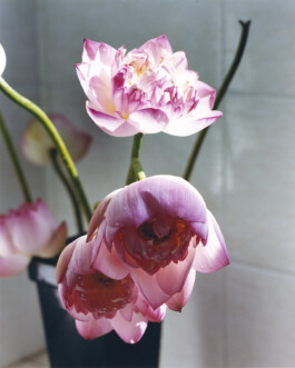 Karen Paulina Biswell