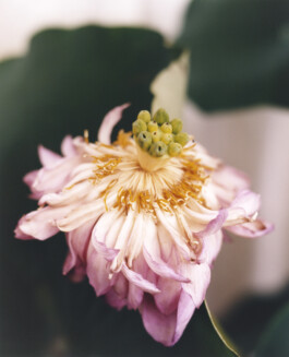 Karen Paulina Biswell