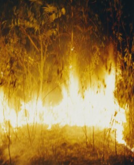 Karen Paulina Biswell