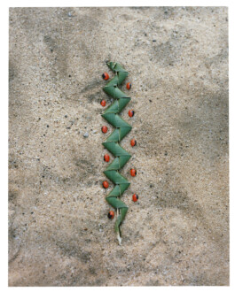 Karen Paulina Biswell