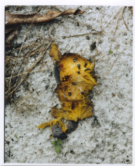 Karen Paulina Biswell