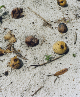 Karen Paulina Biswell