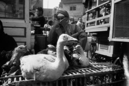 Karen Paulina Biswell